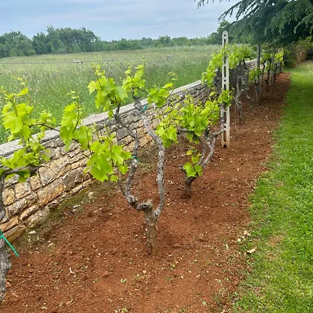 Luxury Branko Istria 别墅 Svetvinčenat