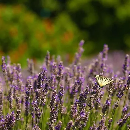 Villa Luxury Branko Istria