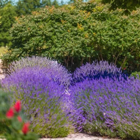 Villa Branko Istria *